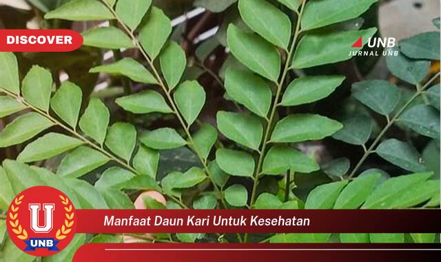 9 Manfaat manfaat daun kari untuk kesehatan yang Jarang Diketahui
