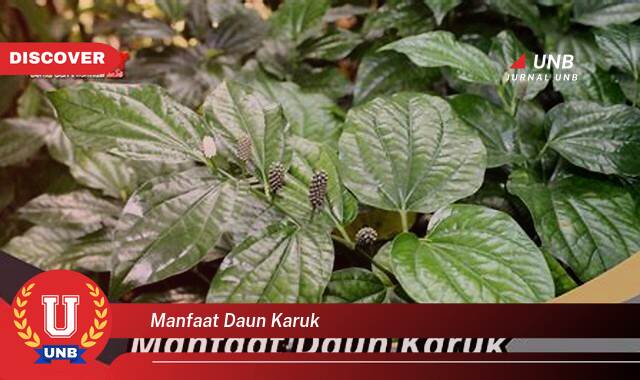 Temukan 9 Manfaat Daun Karuk untuk Kesehatan,  Dari Tradisi Hingga Sains Modern