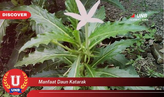 Temukan 8 Manfaat Daun Katarak untuk Kesehatan Mata Anda