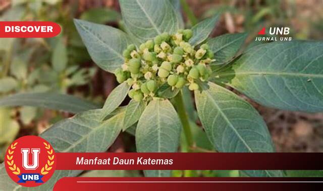 9 Manfaat manfaat daun katemas yang Bikin Kamu Penasaran