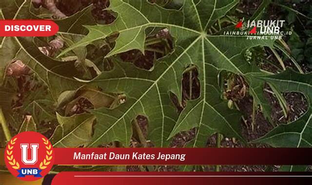 10 Manfaat manfaat daun kates jepang yang Wajib Kamu Intip