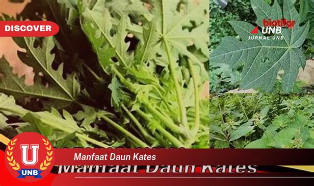 Temukan 10 Manfaat Daun Kates untuk Kesehatan, Dari Mengatasi Nyeri Sendi Hingga Meningkatkan Imunitas Temukan 10 Manfaat Daun Kates untuk Kesehatan, Dari Mengatasi Nyeri Sendi Hingga Meningkatkan Imunitas