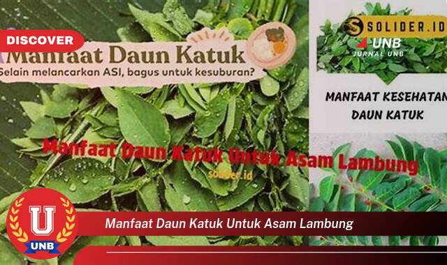 Temukan 9 Manfaat Daun Katuk untuk Asam Lambung, Redakan Gejala dan Cegah Kambuh