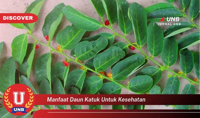 Temukan 9 Manfaat Daun Katuk untuk Kesehatan, Meningkatkan ASI, Menyehatkan Mata, dan Lainnya Temukan 9 Manfaat Daun Katuk untuk Kesehatan, Meningkatkan ASI, Menyehatkan Mata, dan Lainnya