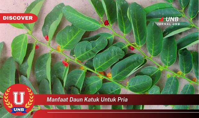 Temukan 9 Manfaat manfaat daun katuk untuk pria yang tidak Semua Orang Tau