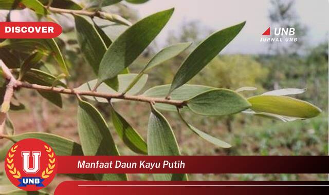 Temukan 10 Manfaat Daun Kayu Putih untuk Kesehatan Tubuh Anda