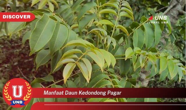 Temukan 8 Manfaat Daun Kedondong Pagar untuk Kesehatan Anda