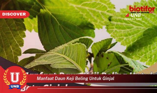 Ketahui 10 Manfaat manfaat daun keji beling untuk ginjal yang Jarang Diketahui