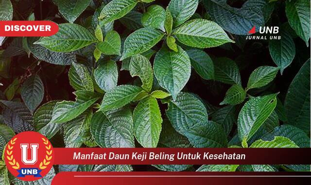 Ketahui 10 Manfaat manfaat daun keji beling untuk kesehatan yang tidak Semua Orang Tau