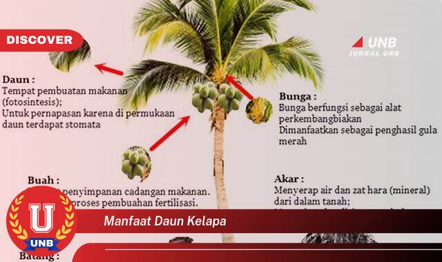 Temukan 10 Manfaat Daun Kelapa, 10 Kegunaan Praktis dan Tradisional yang Tak Terduga Temukan 10 Manfaat Daun Kelapa, 10 Kegunaan Praktis dan Tradisional yang Tak Terduga