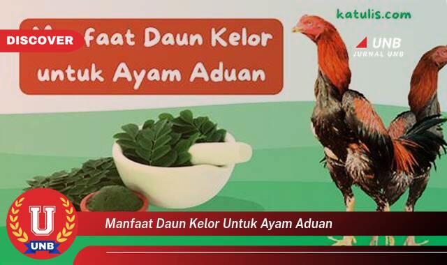 Inilah 8 Manfaat manfaat daun kelor untuk ayam aduan yang tidak Semua Orang Tau