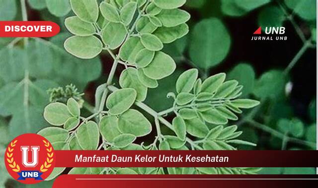 Temukan 8 Manfaat Daun Kelor untuk Kesehatan, 10 Khasiat Luar Biasa yang Wajib Anda Ketahui Temukan 8 Manfaat Daun Kelor untuk Kesehatan, 10 Khasiat Luar Biasa yang Wajib Anda Ketahui