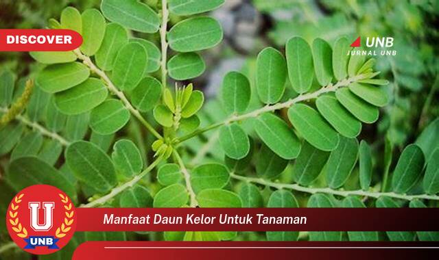 Ketahui 10 Manfaat manfaat daun kelor untuk tanaman yang tidak Semua Orang Tau