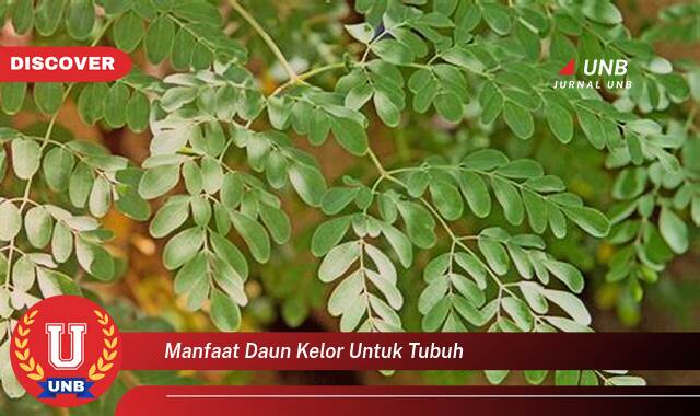 Inilah 9 Manfaat manfaat daun kelor untuk tubuh yang Bikin Kamu Penasaran