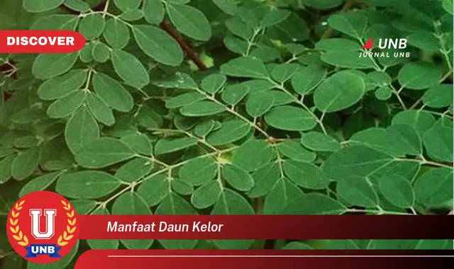 manfaat daun kelor