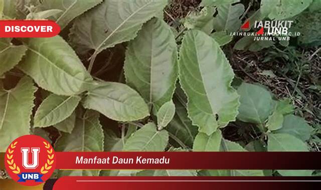 10 Manfaat Daun Kemadu yang Wajib Kamu Intip