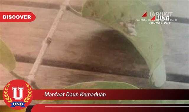 Ketahui 10 Manfaat manfaat daun kemaduan yang Jarang Diketahui