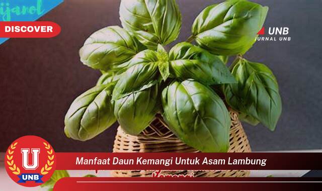 Temukan 9 Manfaat Daun Kemangi untuk Asam Lambung, Redakan Gejala dan Rasakan Khasiatnya