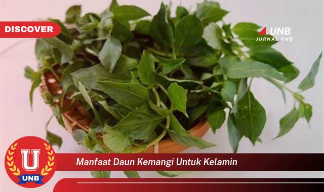 Temukan 8 Manfaat manfaat daun kemangi untuk kelamin yang Bikin Kamu Penasaran