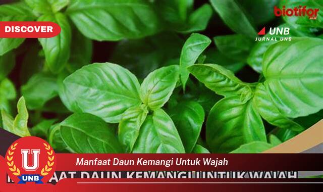 10 Manfaat manfaat daun kemangi untuk wajah yang tidak Semua Orang Tau