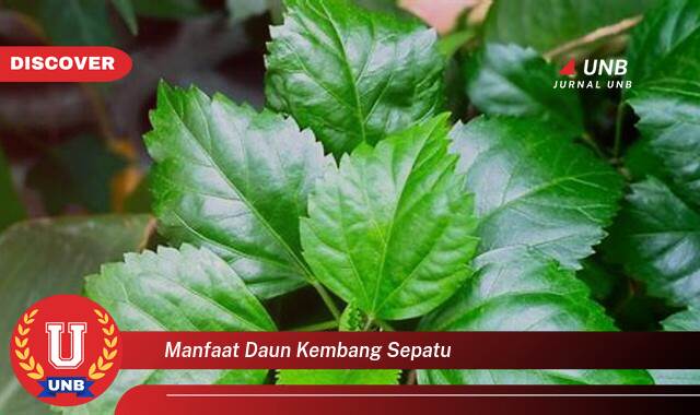 Temukan 10 Manfaat Daun Kemangi Sepatu untuk Kesehatan Anda, Dari Rambut Hingga Kolesterol