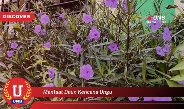 Temukan 10 Manfaat Daun Kencana Ungu untuk Kesehatan dan Kecantikan Anda