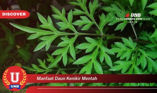 9 Manfaat manfaat daun kenikir mentah yang Wajib kamu ketahui