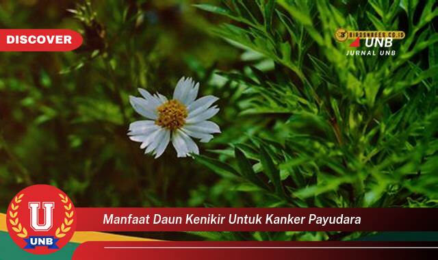 Temukan 9 Manfaat Daun Kenikir untuk Kanker Payudara,  Penelitian, Cara Konsumsi, dan Efek Samping