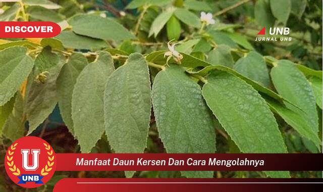 Temukan 9 Manfaat Daun Kersen untuk Kesehatan dan Cara Mengolahnya Menjadi Obat Alami