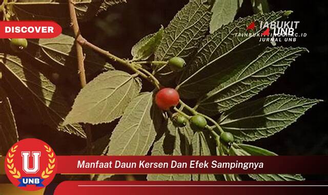 Temukan 10 Manfaat Daun Kersen untuk Kesehatan, Panduan Lengkap tentang Khasiat dan Efek Sampingnya