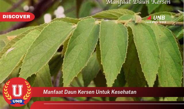 Temukan 10 Manfaat Daun Kersen untuk Kesehatan,  Obat Alami untuk Berbagai Penyakit