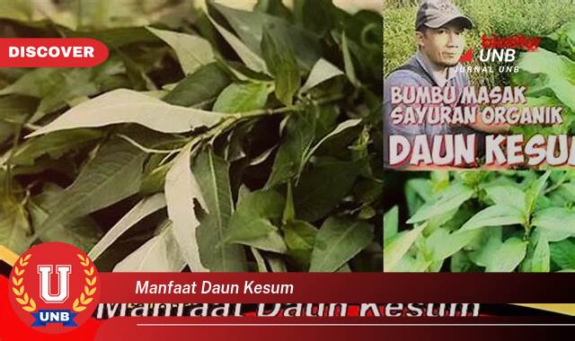 Inilah 10 Manfaat manfaat daun kesum yang Jarang Diketahui
