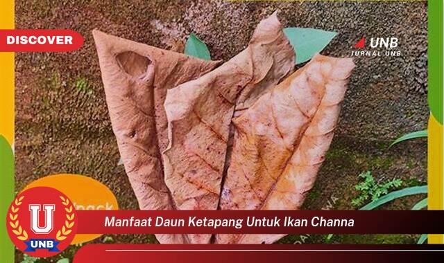 Temukan 8 Manfaat Daun Ketapang untuk Ikan Channa, Kesehatan, Warna, dan Perkembangbiakan Optimal