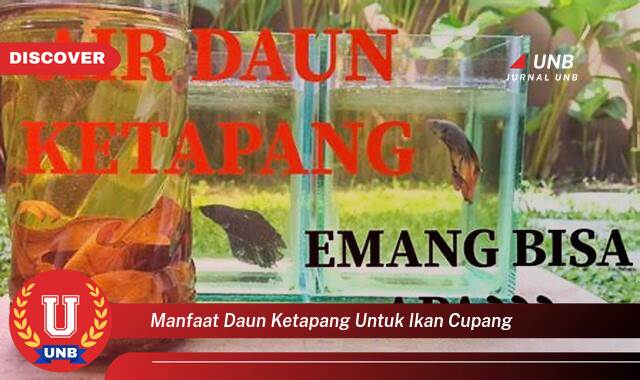 Temukan 8 Manfaat Daun Ketapang untuk Ikan Cupang, Kesehatan, Warna, dan Pembiakan yang Optimal