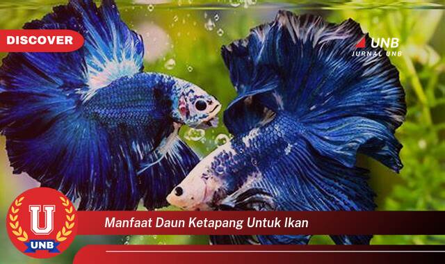 Temukan 8 Manfaat Daun Ketapang untuk Ikan, Kesehatan, Warna, dan Pembiakan yang Optimal