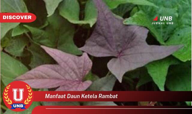 Temukan 9 Manfaat Daun Ketela Rambat untuk Kesehatan Tubuh Anda