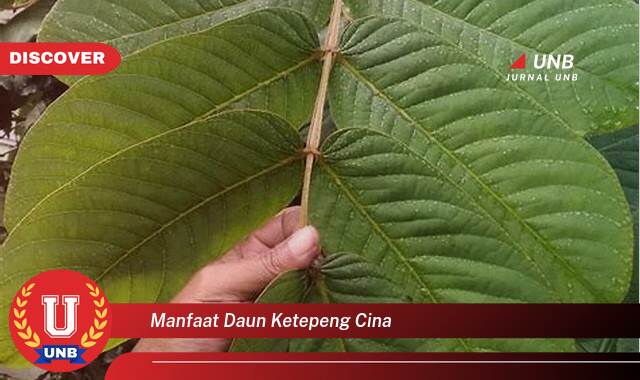 9 Manfaat manfaat daun ketepeng cina yang tidak Semua Orang Tau