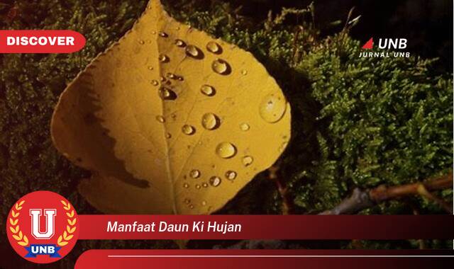 Temukan 9 Manfaat manfaat daun ki hujan yang Wajib Kamu Intip
