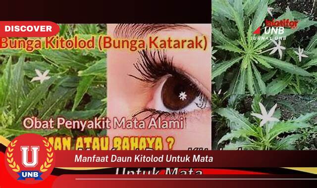 Temukan 10 Manfaat manfaat daun kitolod untuk mata yang Bikin Kamu Penasaran