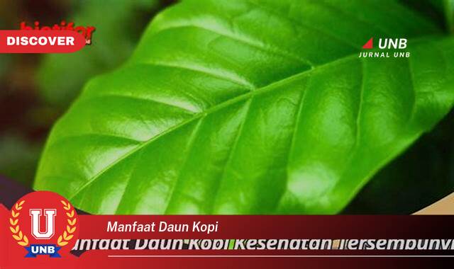 Temukan 9 Manfaat Daun Kopi untuk Kesehatan Tubuh Anda