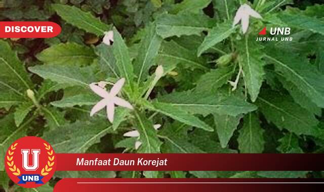 Temukan 9 Manfaat Daun Korejat untuk Kesehatan, Khasiat Tradisional dan Modern