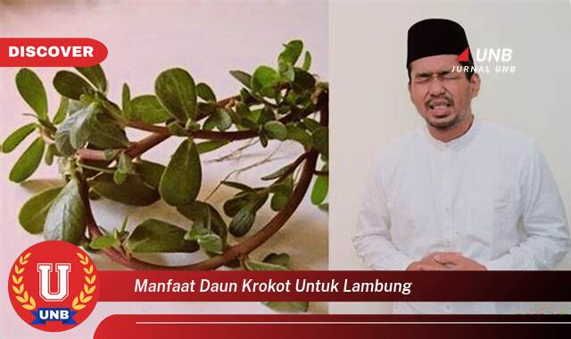 Temukan 9 Manfaat Daun Krokot untuk Meredakan Masalah Lambung Anda