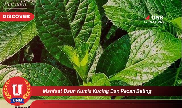 Temukan 9 Manfaat Daun Kumis Kucing dan Pecah Beling untuk Kesehatan Anda