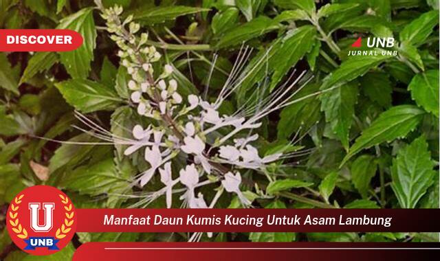 Temukan 10 Manfaat Daun Kumis Kucing untuk Asam Lambung, Redakan Gejala dan Atasi Masalah Pencernaan