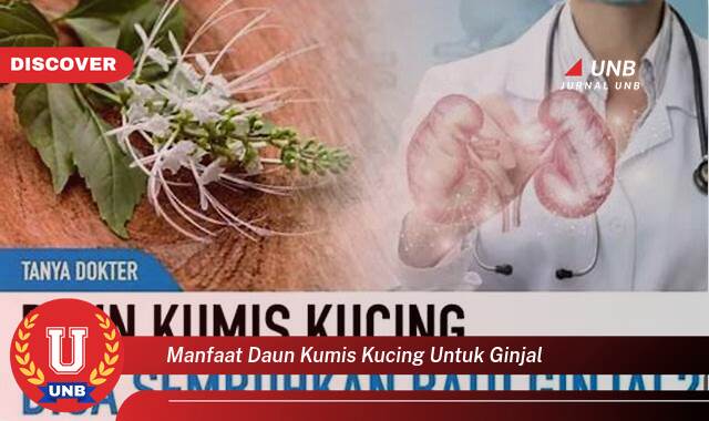 Temukan 8 Manfaat Daun Kumis Kucing untuk Ginjal, Atasi Masalah Ginjal Secara Alami