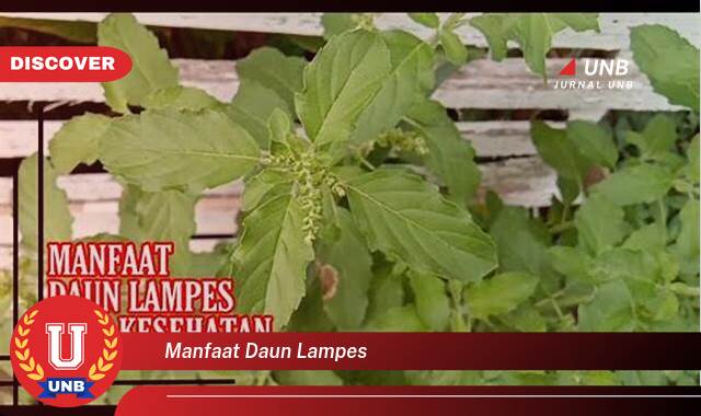 Temukan 10 Manfaat Daun Lampes untuk Kesehatan dan Kecantikan