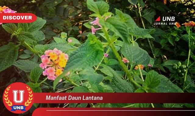 Inilah 9 Manfaat manfaat daun lantana yang Jarang Diketahui