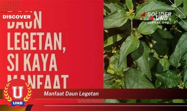 8 Manfaat manfaat daun legetan yang Jarang Diketahui