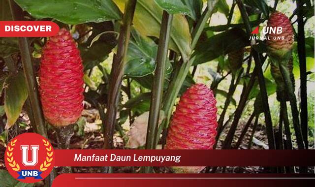 8 Manfaat manfaat daun lempuyang yang Jarang Diketahui