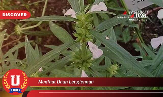 Temukan 9 Manfaat Daun Lenglengan untuk Kesehatan Tubuh Anda